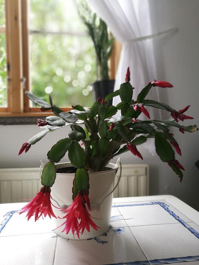 Garden Mellan Slotten Svarte Esterno foto