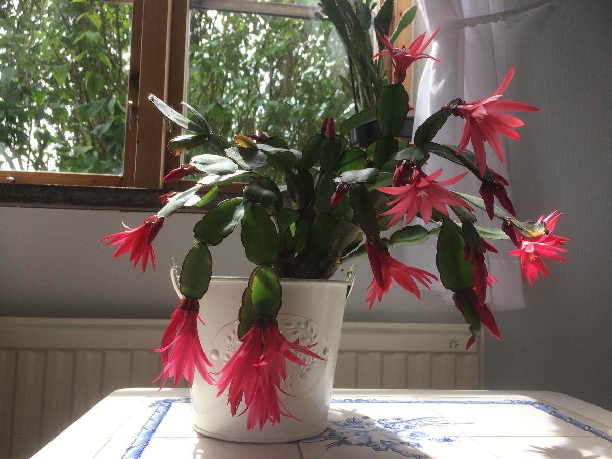 Garden Mellan Slotten Svarte Esterno foto